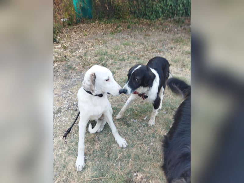 Kleiner Pirat Ozzy ist ein Zuckerschnäuzchen