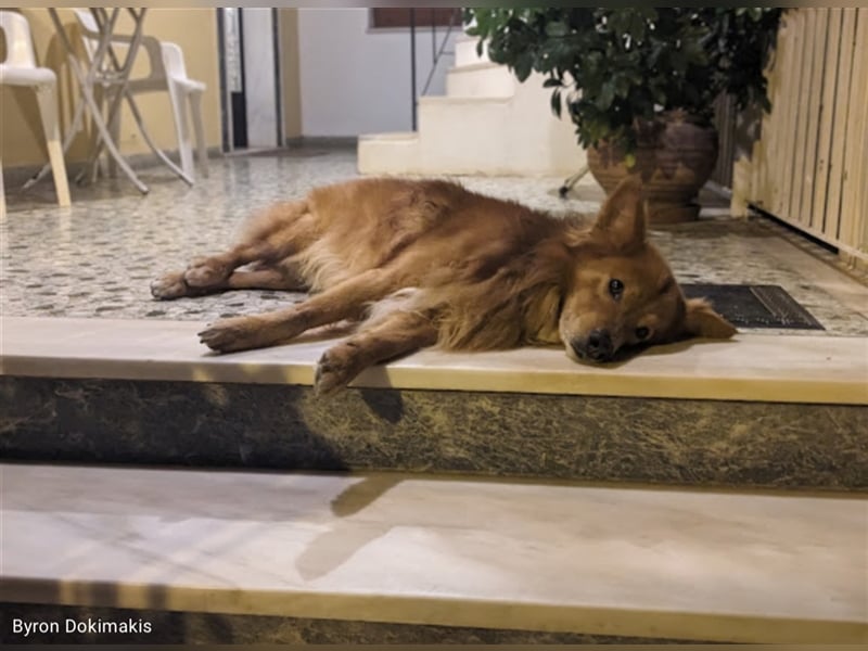 Hatchi ist ein topfitter Senior