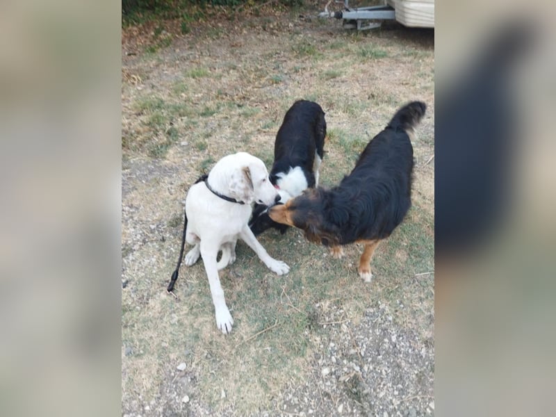 Kleiner Pirat Ozzy ist ein Zuckerschnäuzchen