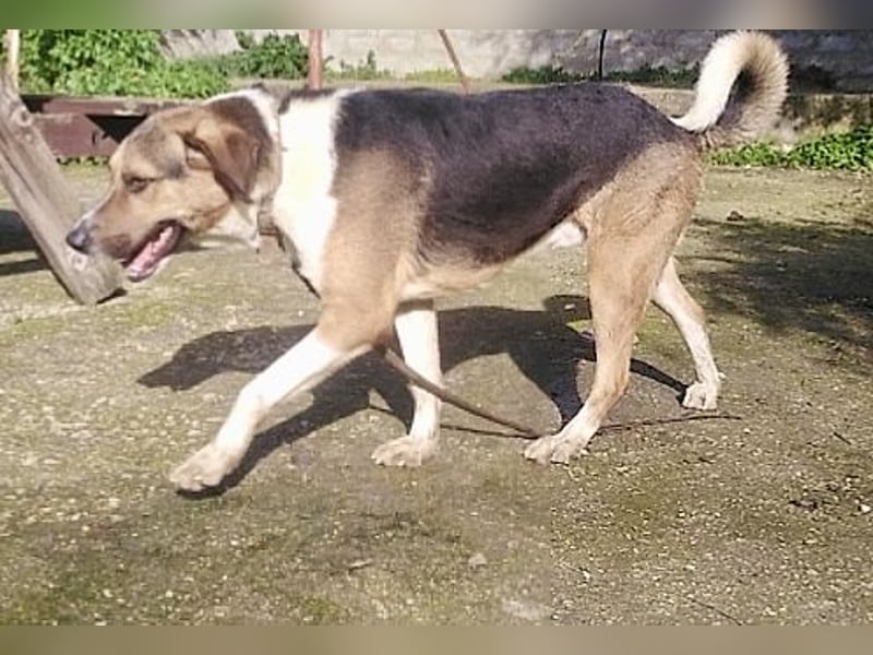 Kiwi ist liebenswert und freundlich