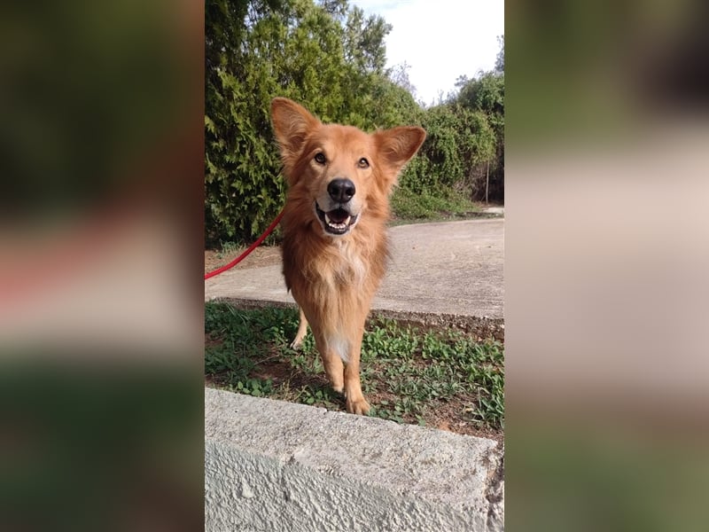 Hatchi ist ein topfitter Senior