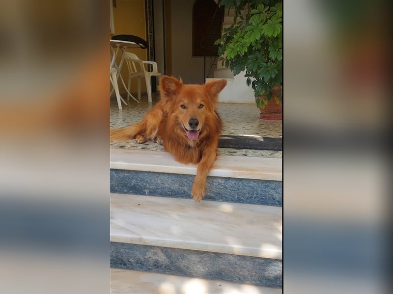 Hatchi ist ein topfitter Senior