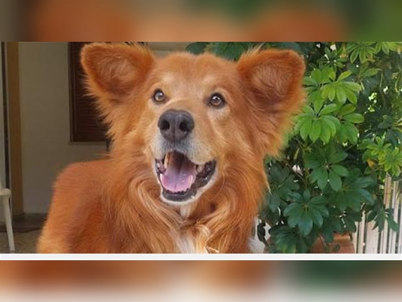 Hatchi ist ein topfitter Senior