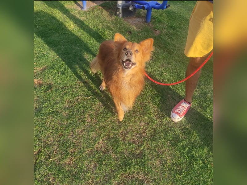 Hatchi ist ein topfitter Senior