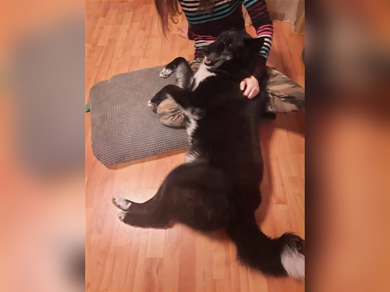 Venom - freundlicher aktiver älterer Hundeherr
