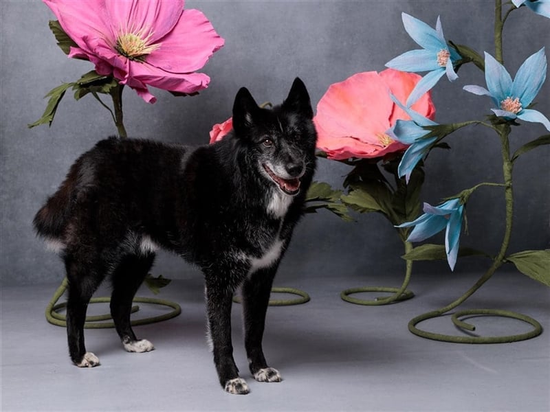 Venom - freundlicher aktiver älterer Hundeherr