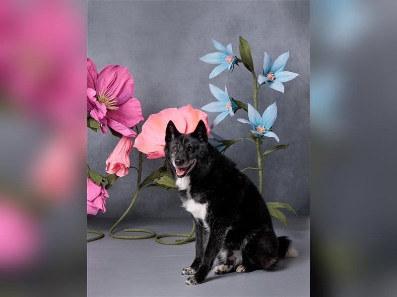 Venom - freundlicher aktiver älterer Hundeherr