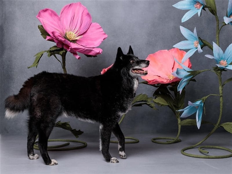 Venom - freundlicher aktiver älterer Hundeherr