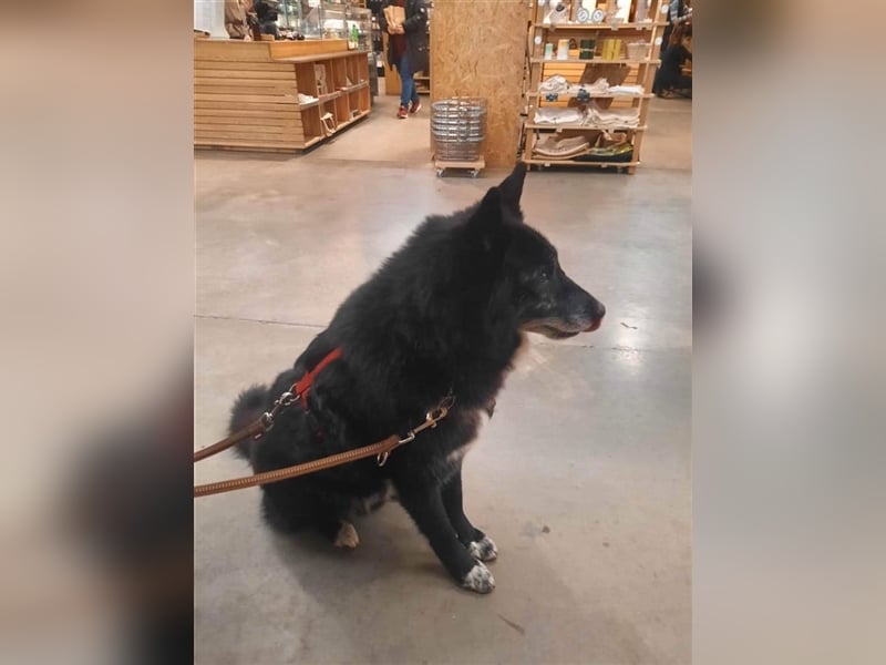 Venom - freundlicher aktiver älterer Hundeherr