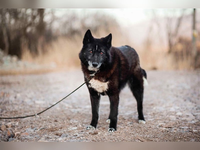 Venom - freundlicher aktiver älterer Hundeherr