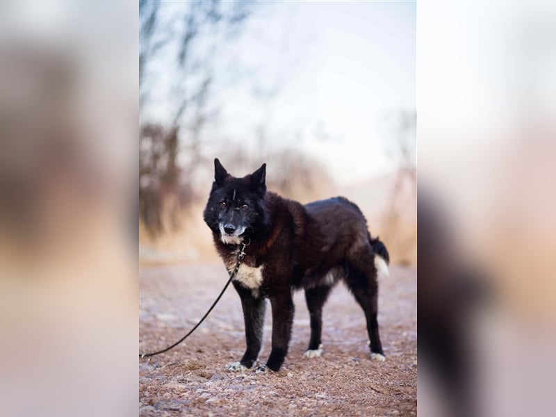 Venom - freundlicher aktiver älterer Hundeherr