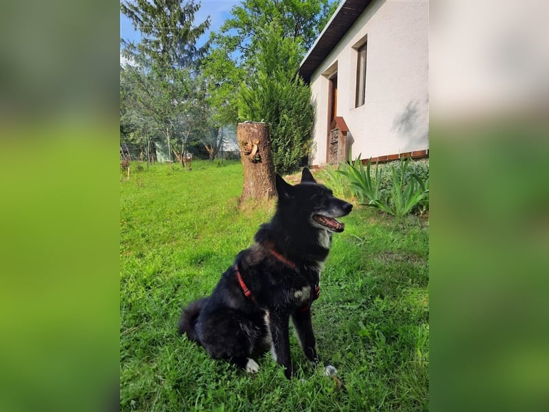 Venom - freundlicher aktiver älterer Hundeherr