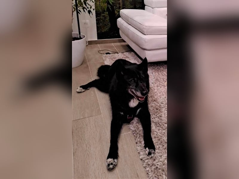 Venom - freundlicher aktiver älterer Hundeherr