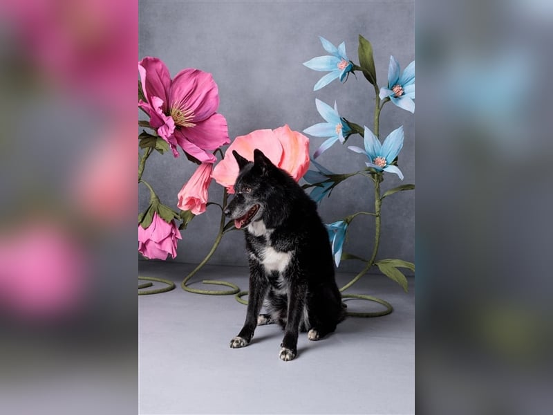 Venom - freundlicher aktiver älterer Hundeherr