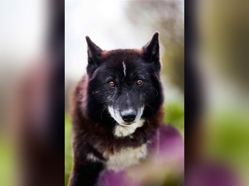 Venom - freundlicher aktiver älterer Hundeherr