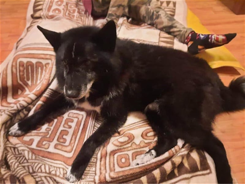 Venom - freundlicher aktiver älterer Hundeherr