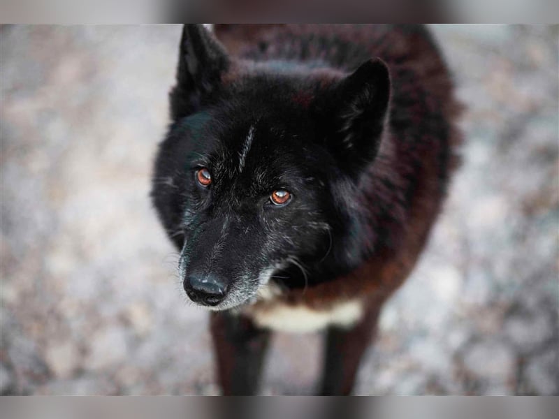 Venom - freundlicher aktiver älterer Hundeherr