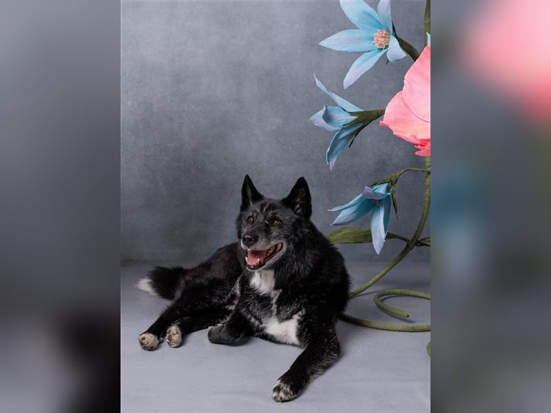 Venom - freundlicher aktiver älterer Hundeherr