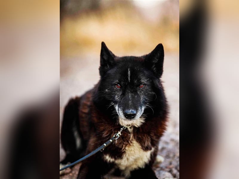 Venom - freundlicher aktiver älterer Hundeherr