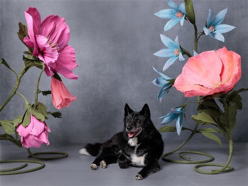 Venom - freundlicher aktiver älterer Hundeherr