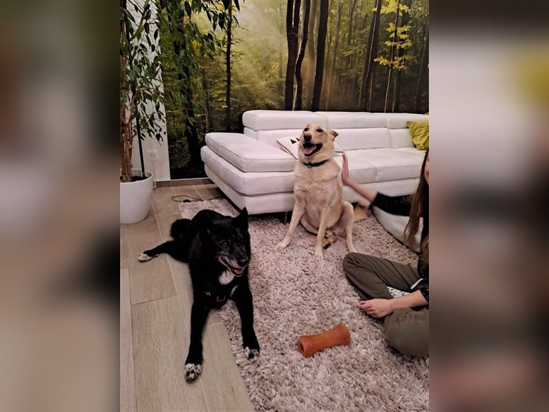 Venom - freundlicher aktiver älterer Hundeherr