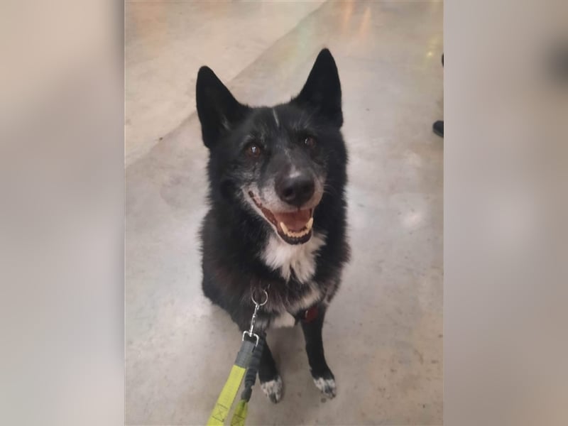 Venom - freundlicher aktiver älterer Hundeherr