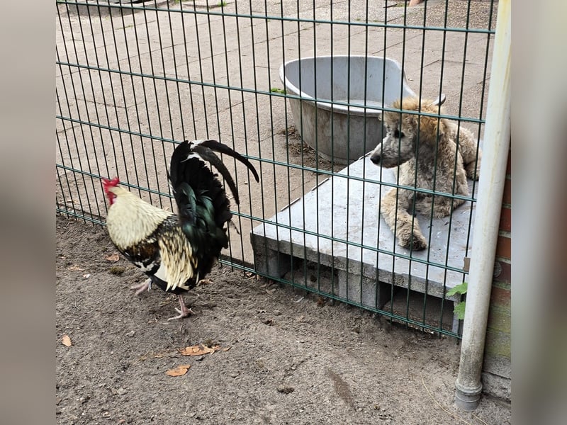 Jolly sucht seine(n) Herzensmenschen