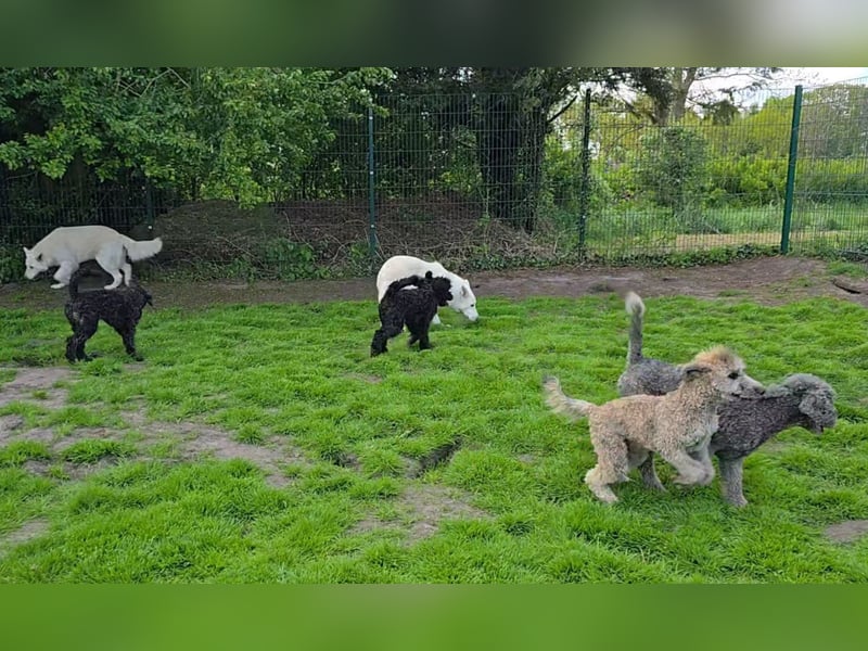 Jolly sucht seine(n) Herzensmenschen