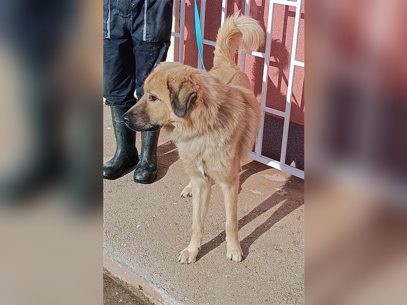 Gator Kangal Mischling Rüde Junghund sucht Zuhause oder Pflegestelle