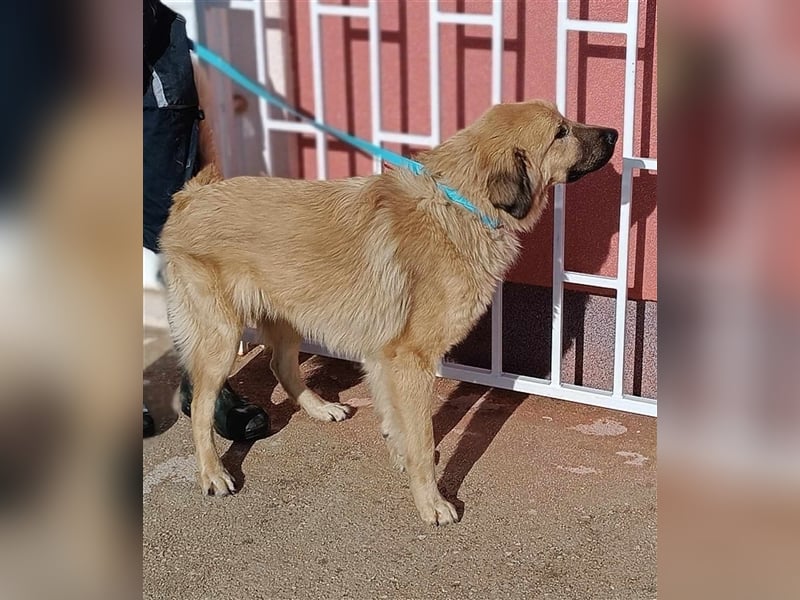 Gator Kangal Mischling Rüde Junghund sucht Zuhause oder Pflegestelle