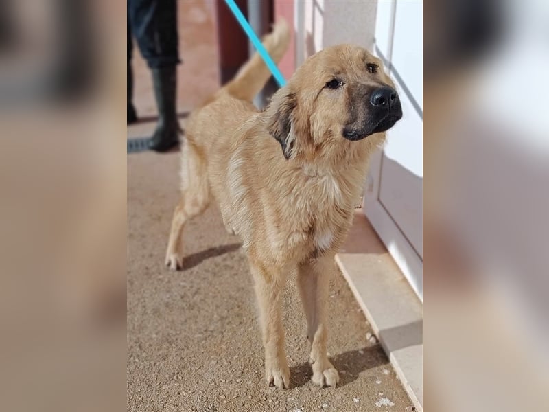 Gator Kangal Mischling Rüde Junghund sucht Zuhause oder Pflegestelle