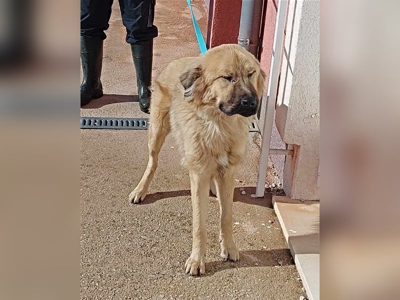 Gator Kangal Mischling Rüde Junghund sucht Zuhause oder Pflegestelle