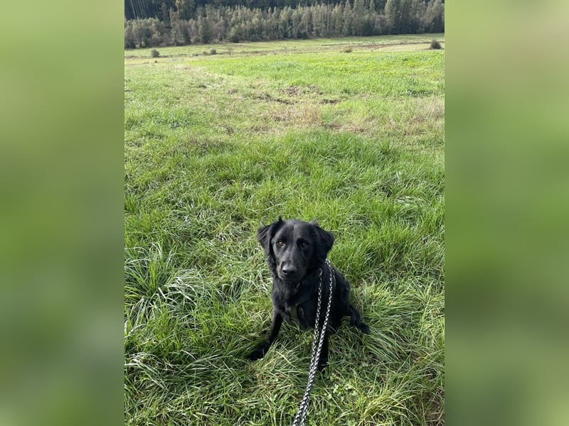 Indigo kroatischer Schäferhund Retriever Mischling Junghund Rüde sucht Zuhause für immer