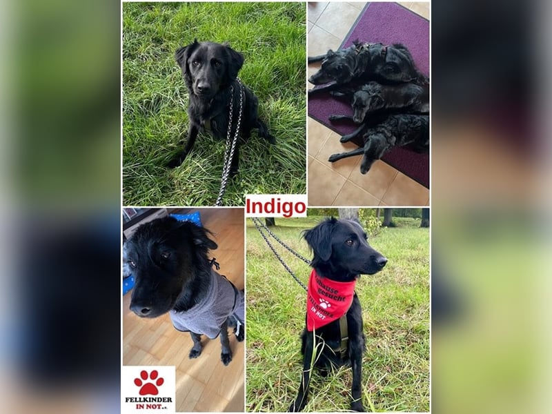 Indigo kroatischer Schäferhund Retriever Mischling Junghund Rüde sucht Zuhause für immer