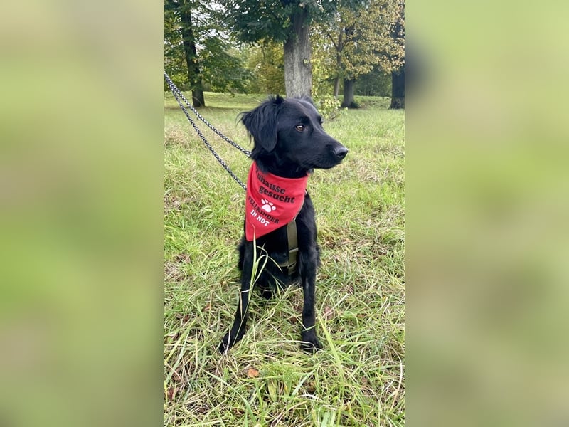 Indigo kroatischer Schäferhund Retriever Mischling Junghund Rüde sucht Zuhause für immer