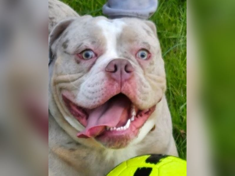 Deckrüde Old English bulldog