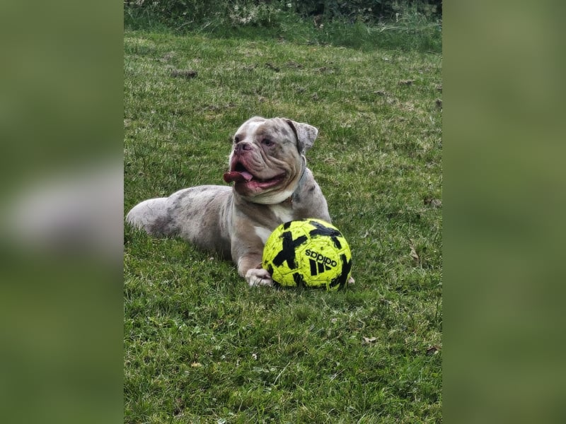 Deckrüde Old English bulldog