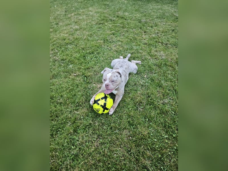 Deckrüde Old English bulldog