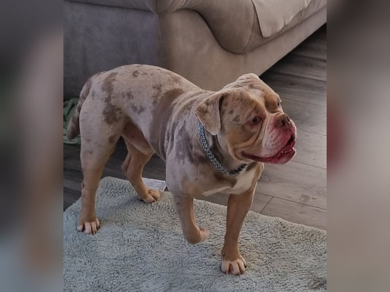 Deckrüde Old English bulldog