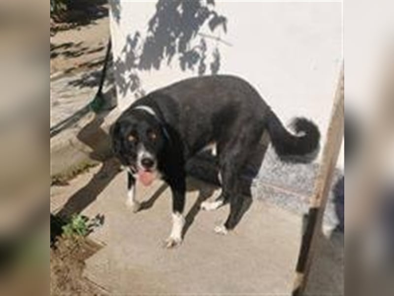 Flori sucht sein Zuhause
