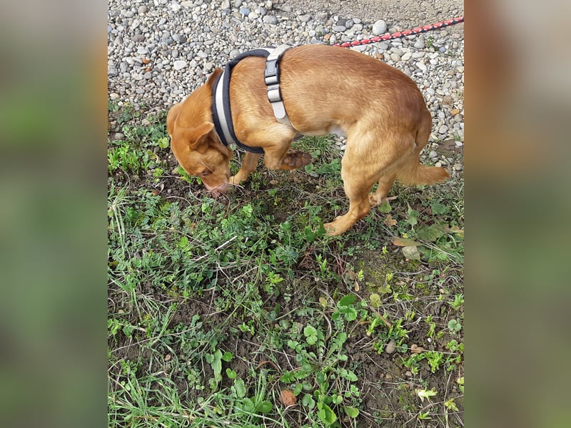 Bob - ein ganz besonderer Hund