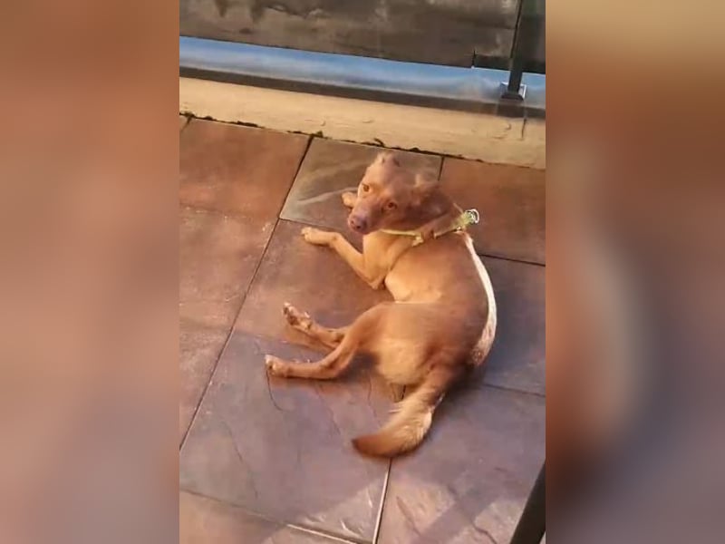 Bob - ein ganz besonderer Hund