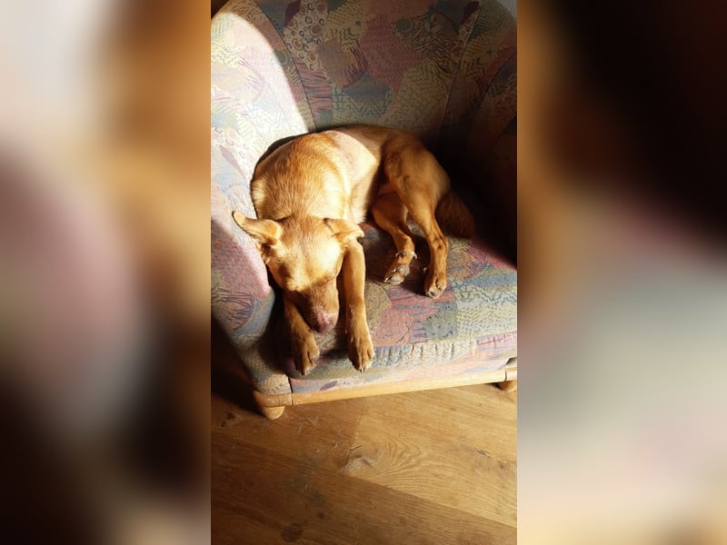 Bob - ein ganz besonderer Hund