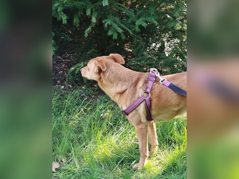 Bob - ein ganz besonderer Hund