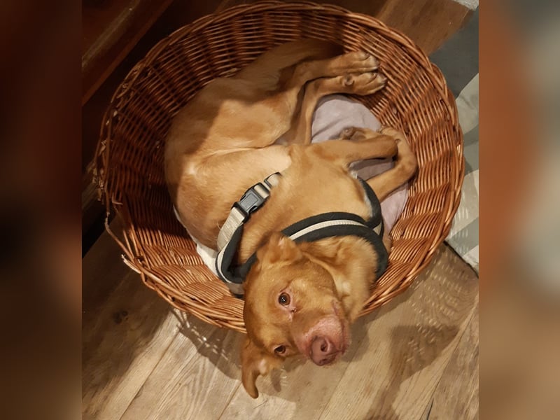 Bob - ein ganz besonderer Hund