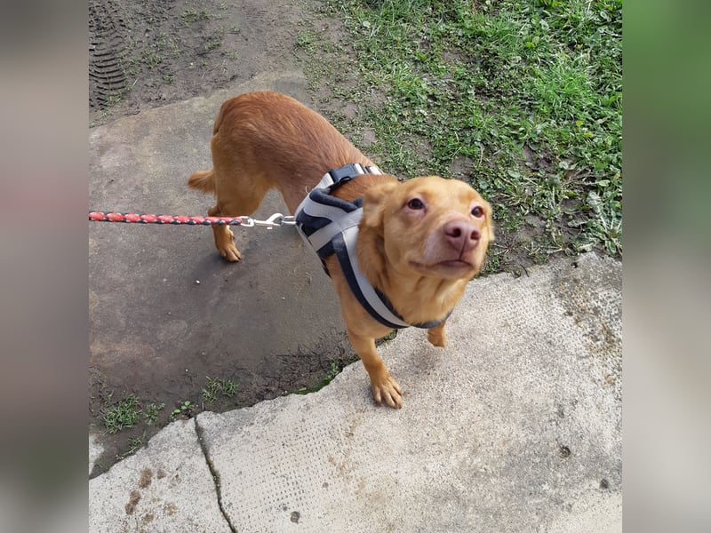 Bob - ein ganz besonderer Hund