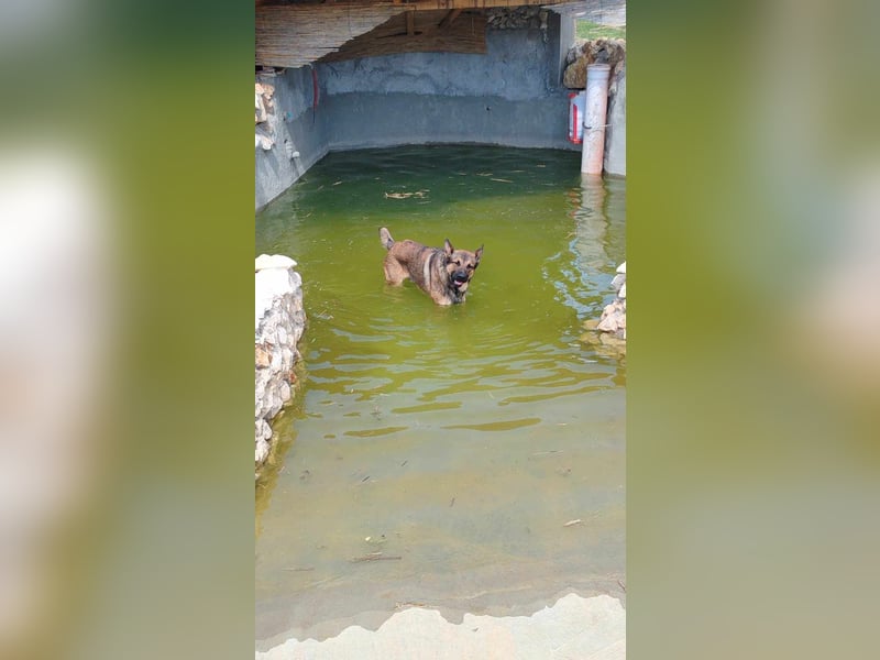 Rex liebenswerter, junger Malinois / Schäferhund Mischling Rüde sucht Zuhause oder Pflegestelle