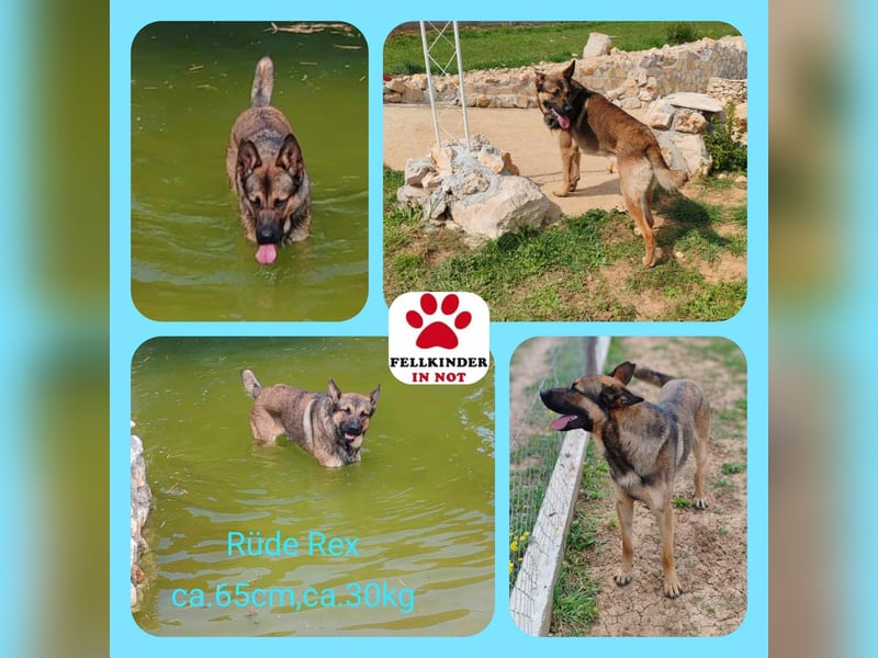 Rex liebenswerter, junger Malinois / Schäferhund Mischling Rüde sucht Zuhause oder Pflegestelle