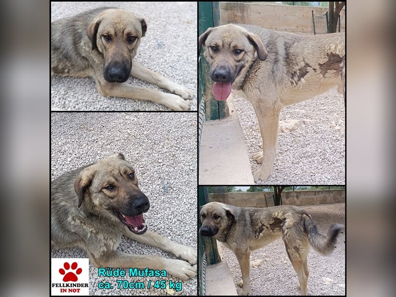 Mufasa Herdenschutz- / Schäferhundmischling Rüde Mischling sucht Zuhause oder Pflegestelle