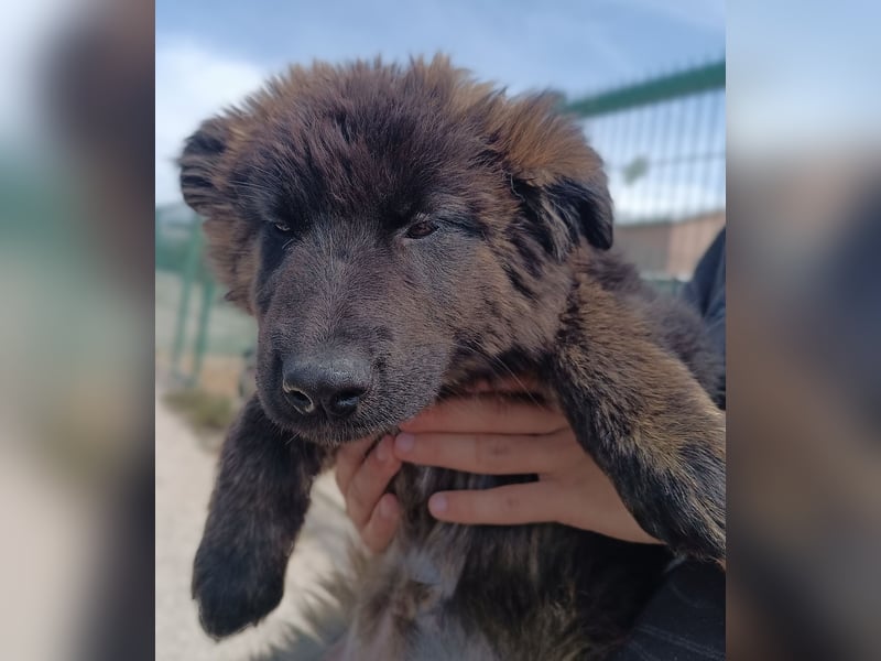 Goji Welpe Mischling Rüde Junghund sucht Zuhause oder Pflegestelle